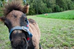 20140830-patrick-212-2