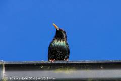 20050214-untitled-455