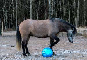 Read more about the article Meidän mäen monin poni