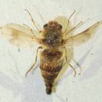 917px-Gasterophilusintestinalis