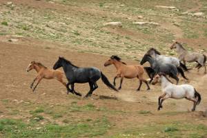 Read more about the article Mustang makeover